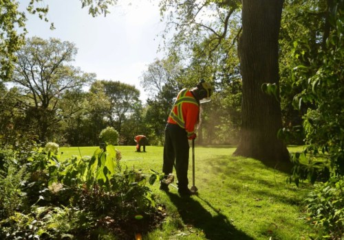 3 Essential Elements for Tree Survival