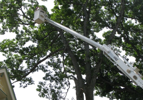 Safety Tips for Tree Trimmers