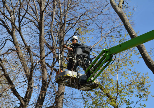 Is tree work a good career?