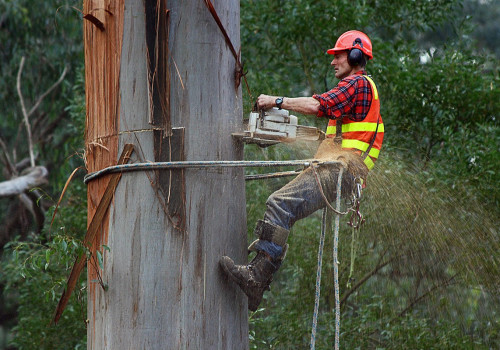 What are the duties of an arborist?