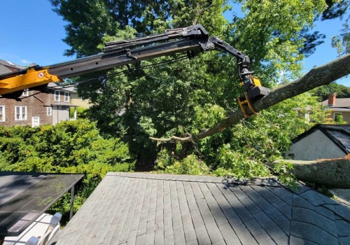 What is the highest level of arborist?