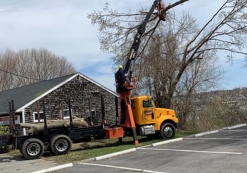 How Long Does It Take for a Professional Tree Service to Complete a Job?