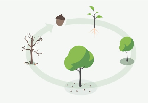 What 3 things are needed to grow a tree?