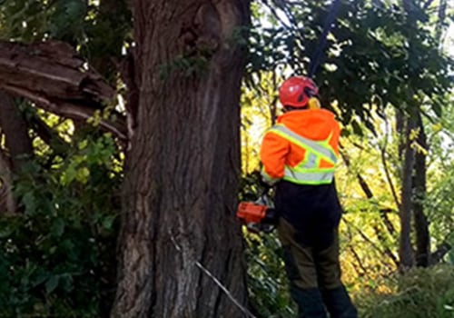 How to Tell if Your Trees Need Professional Tree Service