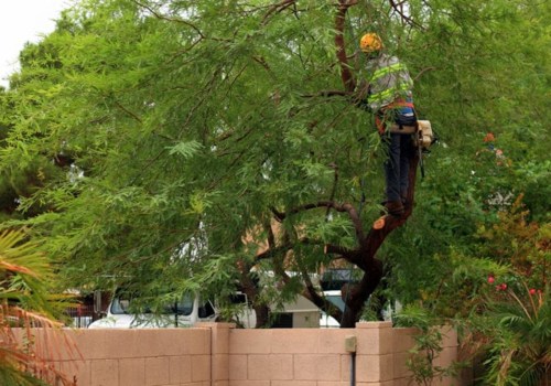 What time of year is best for tree maintenance?