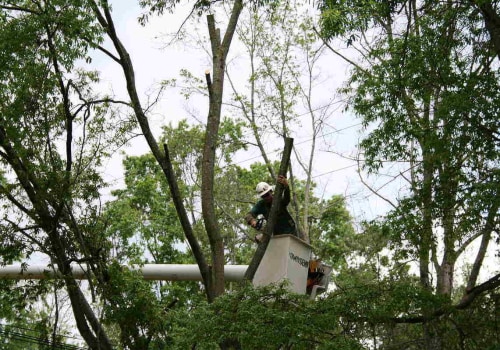 What time of year is best for tree maintenance?