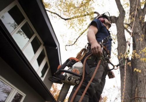Everything You Need to Know About Tree Services