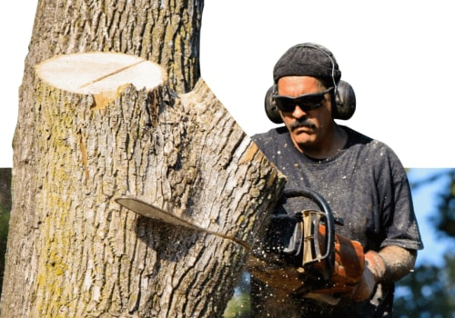 Ensuring Your Trees are Properly Serviced by a Tree Service