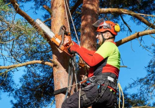 What Types of Services Can a Certified Arborist Provide for Tree Care?