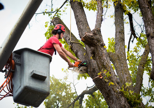 Safety Measures to Take When Using a Tree Service