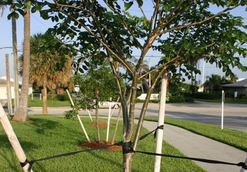 How often should you check your trees?