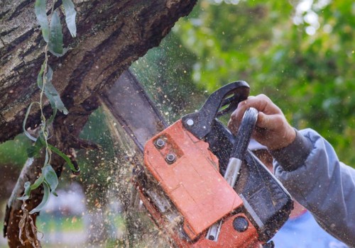 The Dangers of Tree Trimming: What You Need to Know