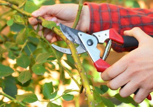 Different Types of Tree Cutting: What You Need to Know