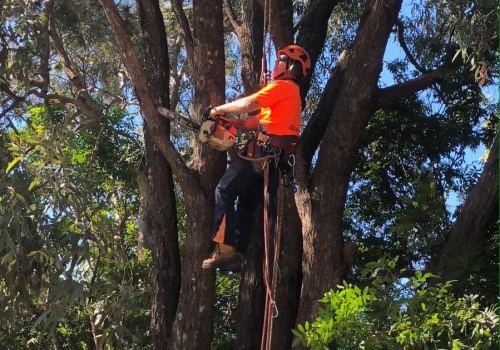 How do you prepare for tree removal?