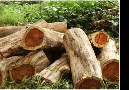 What is the most profitable tree to grow for lumber?