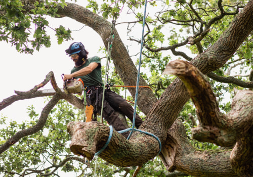 What time of year is best for tree service?