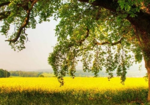 How to Keep a Large Tree Healthy and Thriving