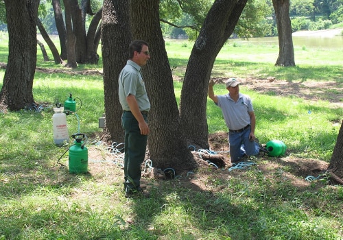 How do you feed a struggling tree?