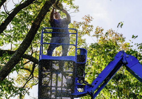 What are the benefits of using a SC professional tree service?