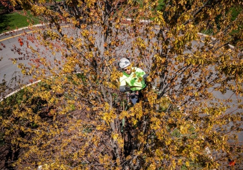 How often should you have large trees trimmed?