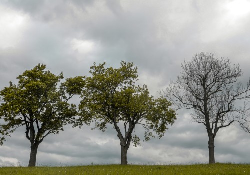 What time of year is cheapest to have trees removed?