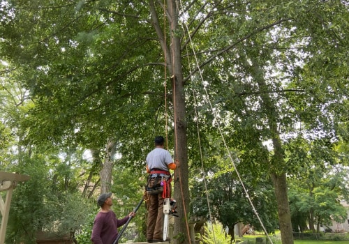 What type of tree services are available in Hanahan SC