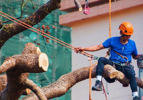 What Equipment Does a Professional Tree Service Use?