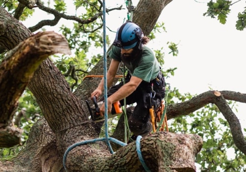 What skills do you need to be a tree groundsman?
