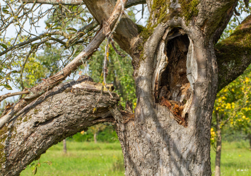 What does a sick tree look like?