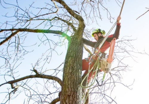 Types of Tree Pruning: A Comprehensive Guide