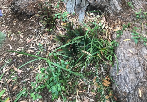 What is the basic tree assessment?