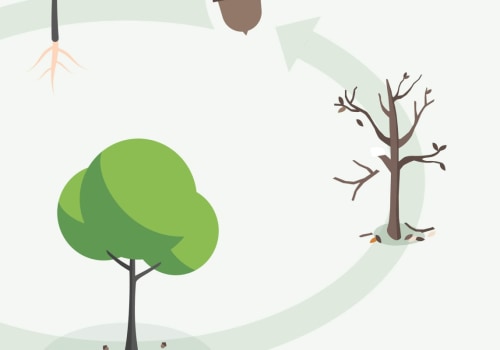What is a Hazard Tree Assessment and How Can It Help You?