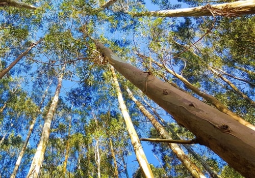 Safety Considerations for Professional Tree Service