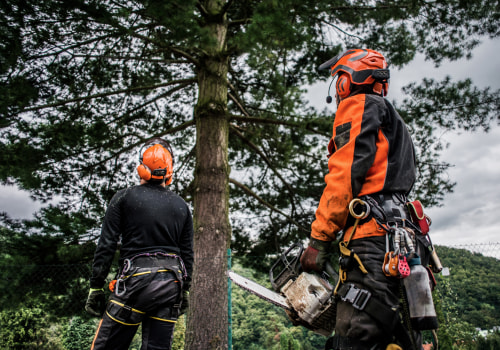 Questions to Ask a Tree Trimmer Before Hiring