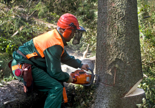 What do i need to know before removing a tree?