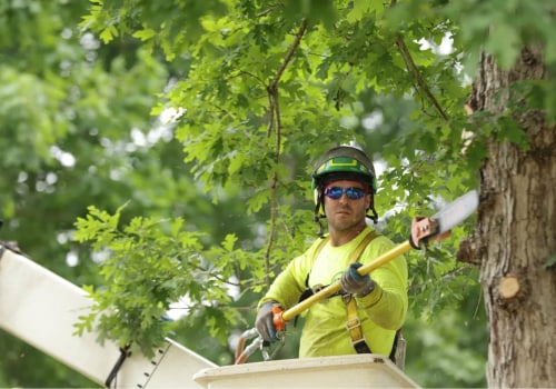 The Benefits of Hiring a Professional Tree Service