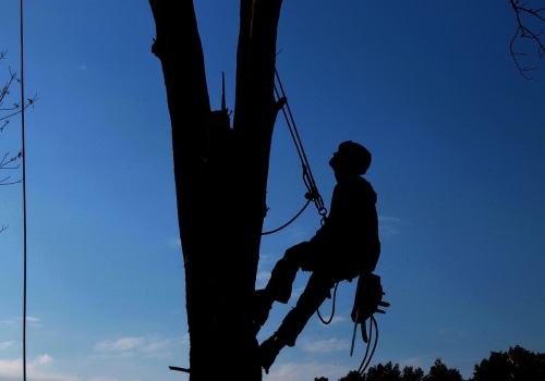 What an arborist practises?