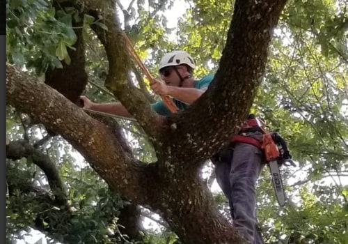 What Type of Insurance Should I Look for When Hiring a Tree Service?