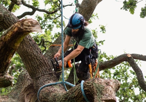 What Type of Insurance Should I Look for When Hiring a Tree Service?