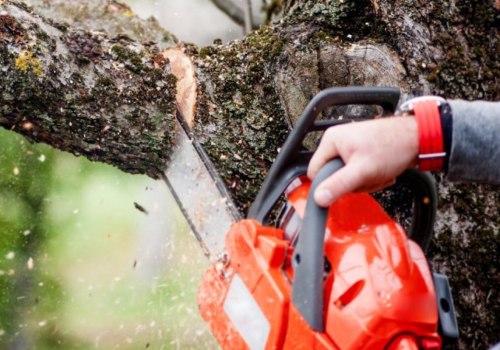 How Often Should You Have Your Trees Serviced by a Tree Service?