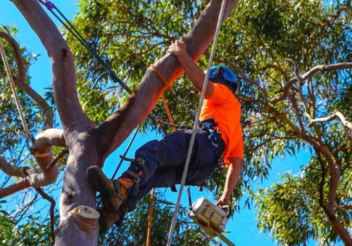 What Type of Maintenance Should I Expect from a Tree Service Company?