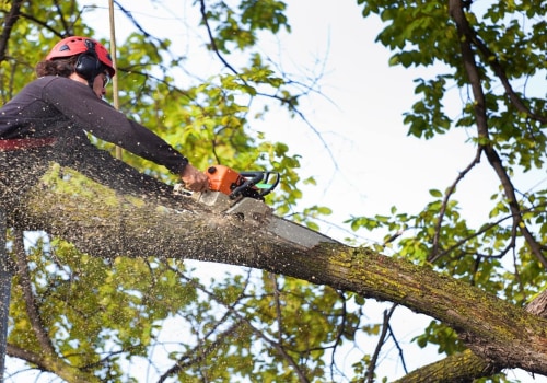 The Benefits of Hiring a Professional Tree Service Company