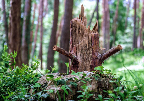 What is considered a danger tree?