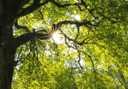 Tree Maintenance: How to Keep Your Trees Healthy and Thriving