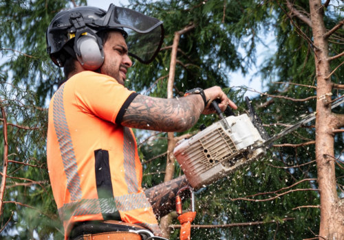 What Does it Mean to be a Tree Arborist?