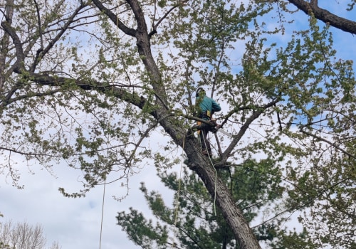 What is a tree service person called?