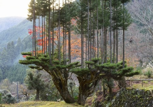 What is the best tree harvesting method?