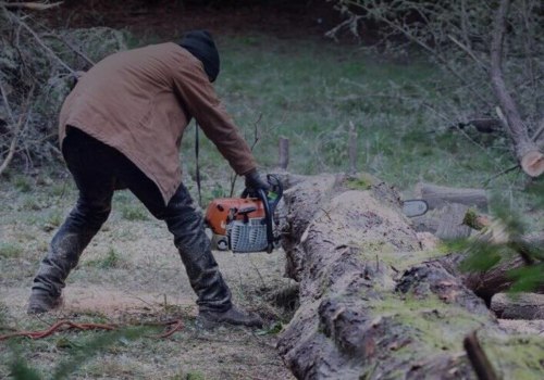 What Types of Services Can a Tree Service Provide for Your Property?