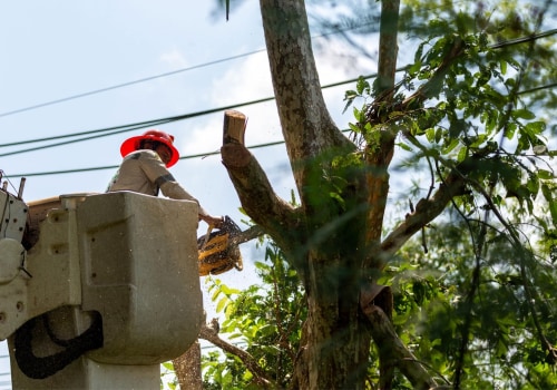 What services does a tree service provide?