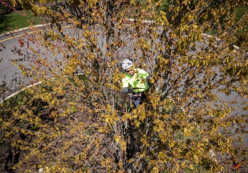What months are best for tree trimming?